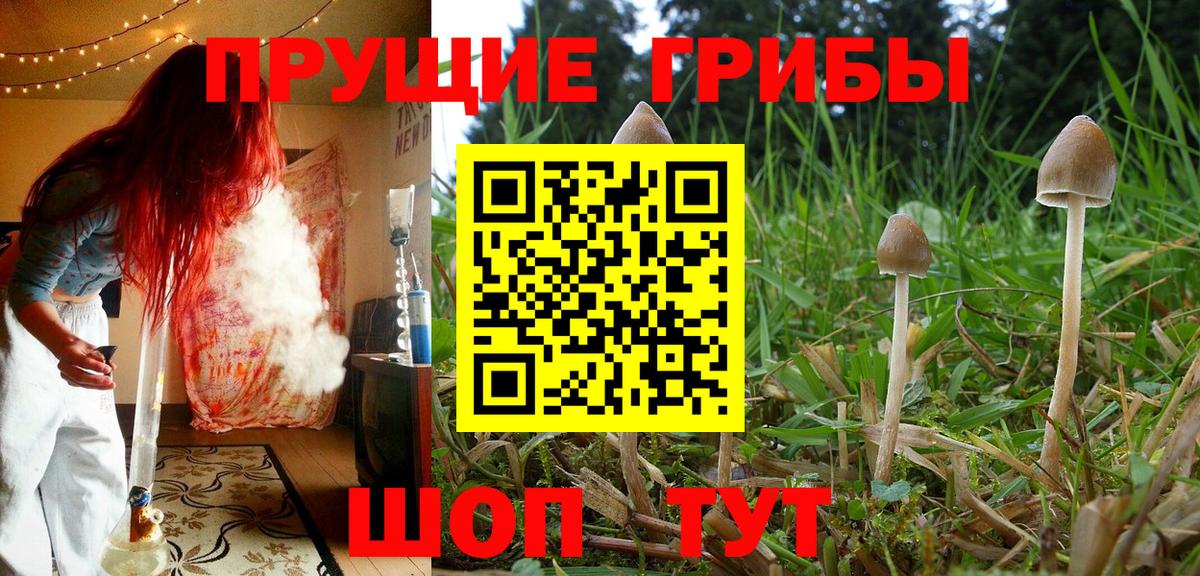 где найти   Вход с VPN  Новочебоксарск  Псилоцибиновые грибы GOLDEN TEACHER 